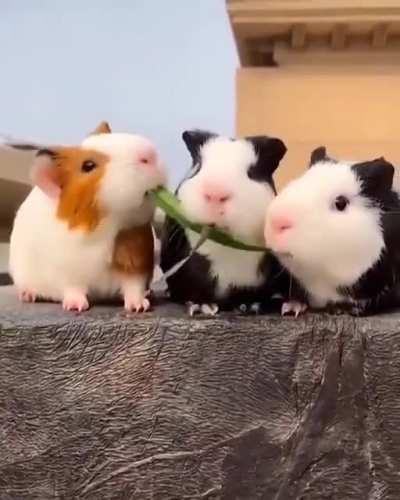 The middle one is a greedy eater