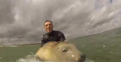 🔥 Seal goes for a lil surf.