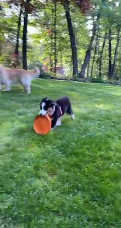 Pray for my new Aussie. Nothing's wrong with her, she's just very smol and likes my golden's full size frisbee