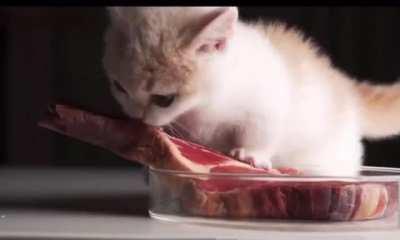 Hungry kitten slaps it's tongue around gigantic beef steak