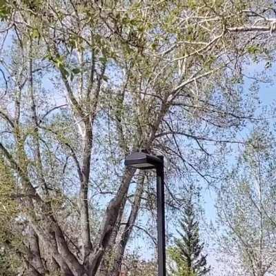 Woodpecker on a light