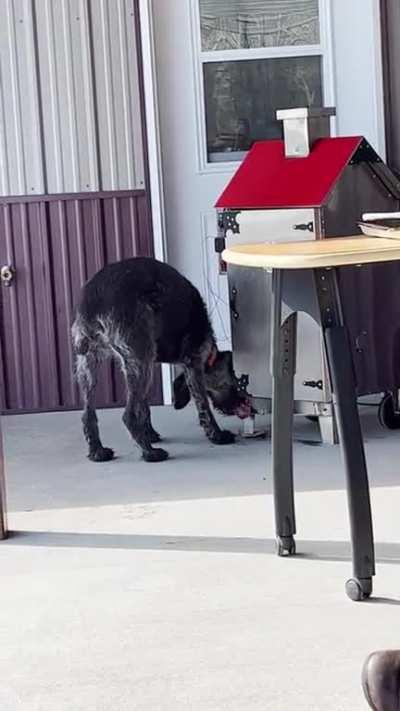 My dad’s dog likes to lick the fat that trickles out whenever meat is being smoked. (OC)