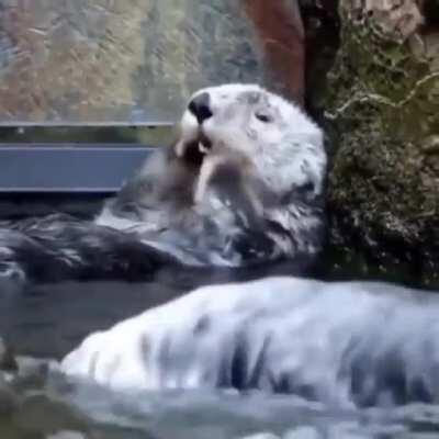 [Humor] This otter has a better skincare regime than me!