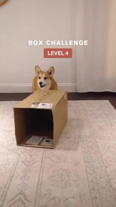 corgi fits in any box