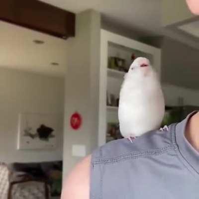 parrot