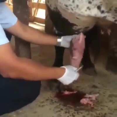 Waterfall out of a cow's abscess. The relief had to be humongous!