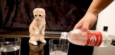 Kitten Encounters Bubbly Water