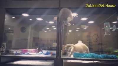 Kitten escapes cage to play with puppy