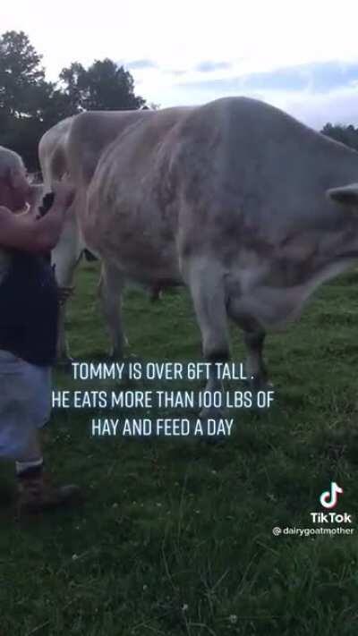 Tommy the Ox