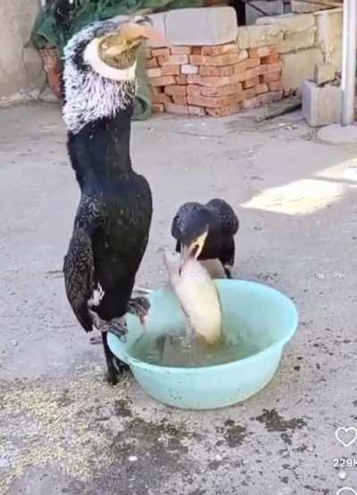 Aquatic bird eats an entire fish in a single swallow