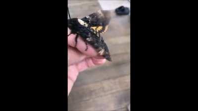 Death Head Hawk Moth - looks like it has a human skull on it’s back