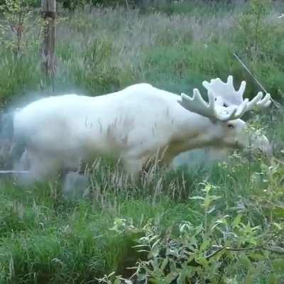 🔥 Extraordinary white moose was spotted taking a dip in a pool in Sweden's Varmland County 🎥 Hans Nilsson