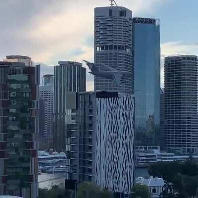 Low Flyby of a C-17 over Brisbane