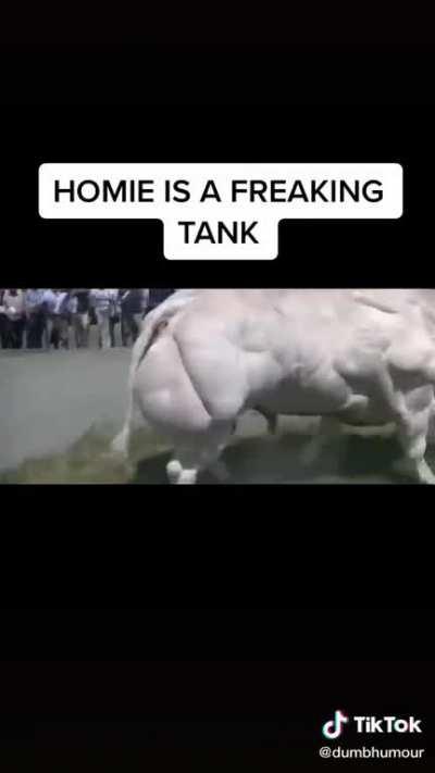 Thicc bull video I found