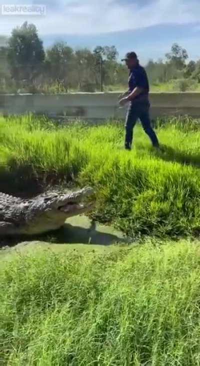 🔥 Large crocodile swims up to man