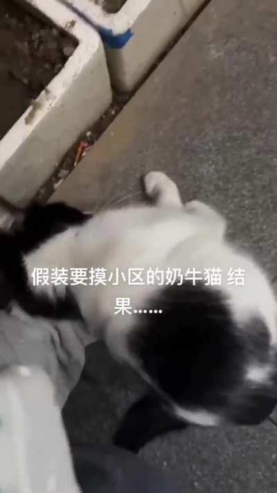 心机猫猫，绿茶哈吉米