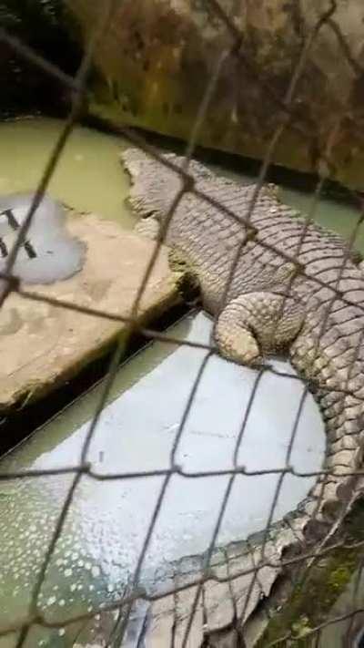 A 48 years old crocodile