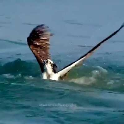 An Osprey catching a fish (Credit to Mark Smith Potography)