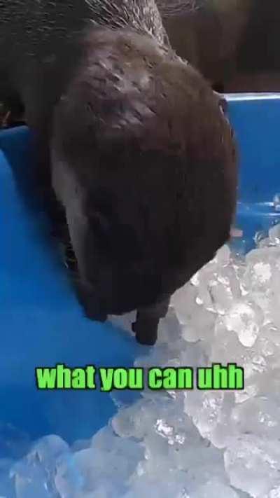 Ice ice otter