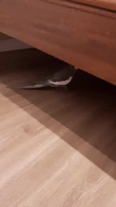 It's my cake day so i wanted to show everyone how my bird sings