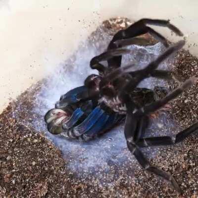 Timelapse of a tarantula molting