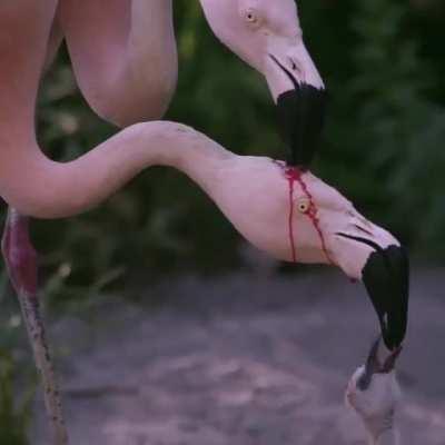 Feeding a baby flamingo