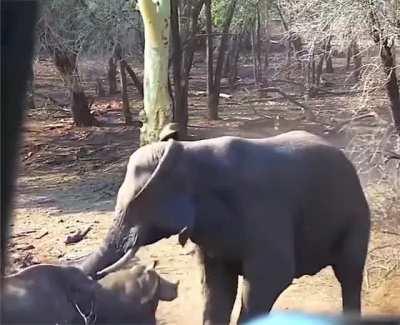 Elephant and Rhino interaction