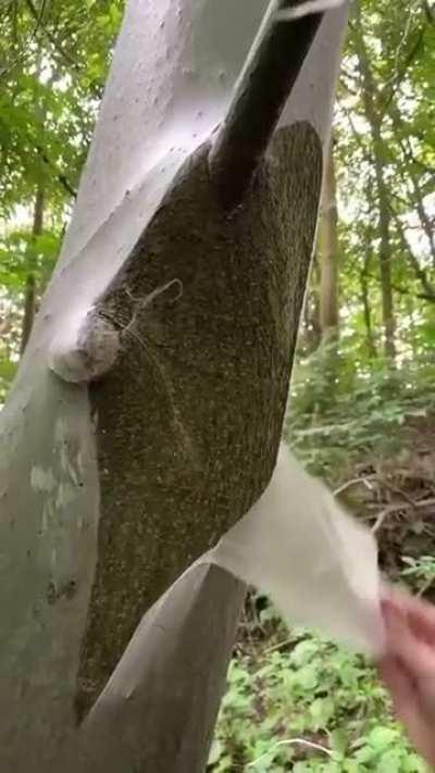 Piling off skin from the tree