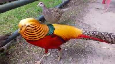 🔥 The magnificent Golden Pheasant 🔥