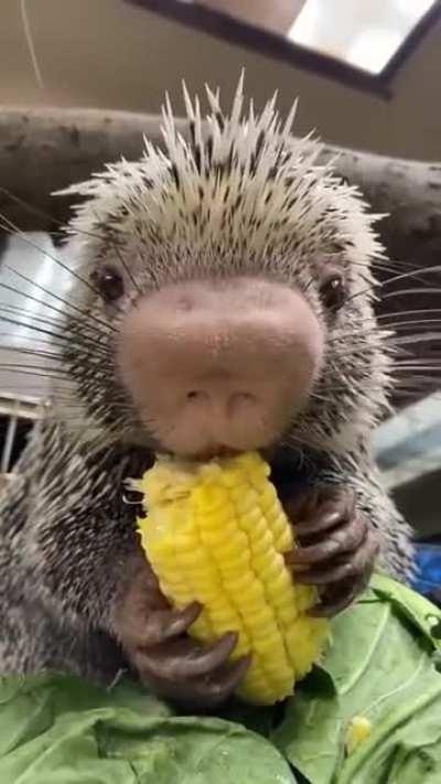 A porcupine munching on corn