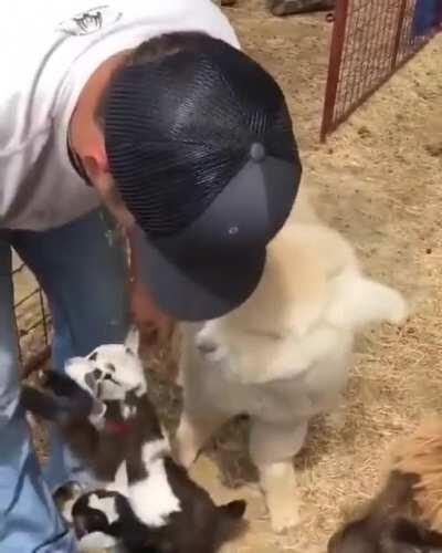 baby goats waiting for their time to be hugged