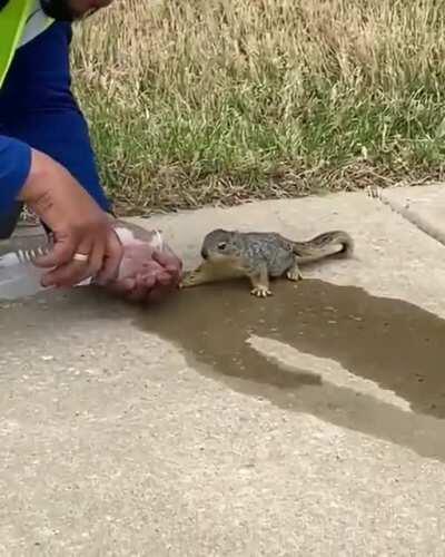 man watering a squirrel and becoming friends