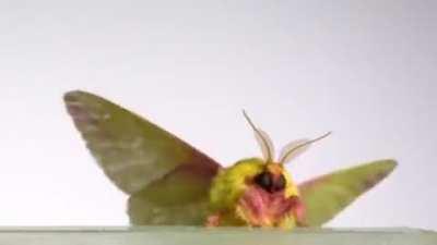 This Fat Fluffy Moth taking off in Slow Motion