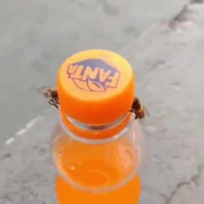 A couple of intelligent bees opening a soda bottle