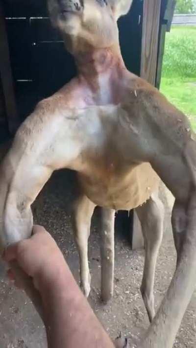 Is it natural for this kangaroo to be so muscular?