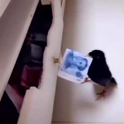 Blessings from money bird