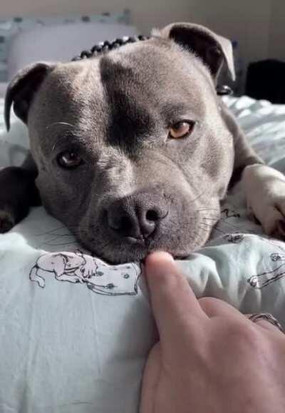 shout out to all the pitty owners let's show how cute pits are