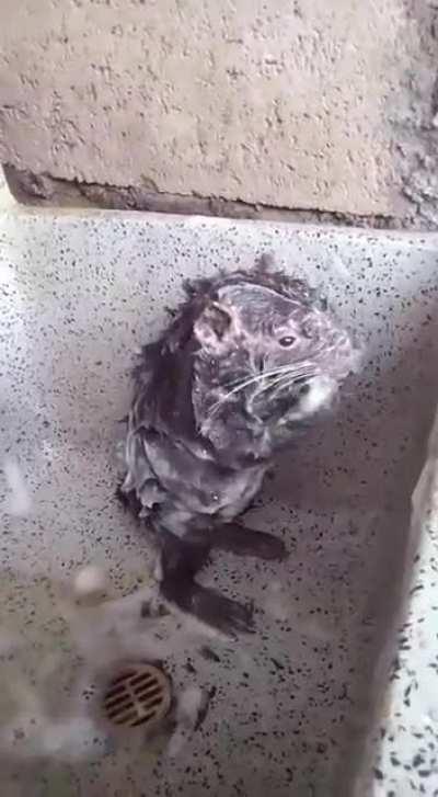 Just a rat washing himself ...