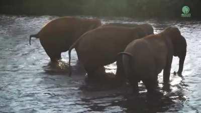 Elephants Reunite With Their Favorite Person After 14 Months Apart