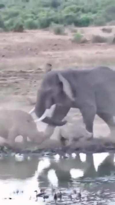 🔥 Elephant VS Rhino defending calf