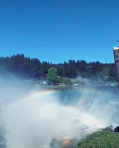 Tree trunk felled straight into lake