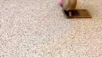 Baby armadillo playing with his toy.