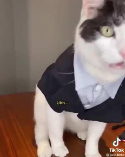 Cat Lawyer IRL