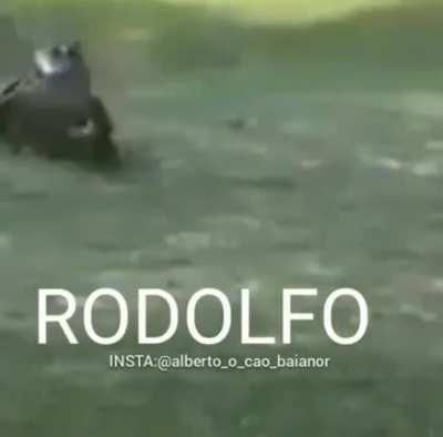 RODOLFO