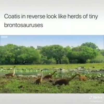 Coatis walking in reverse