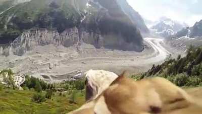 🔥 An eagle with a camera attached to it in the Alps