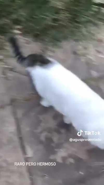 This cat with a white body but with a striped face and tail