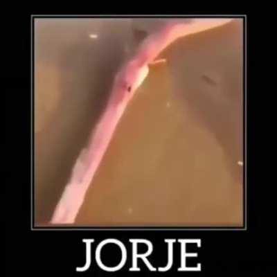 Jorje