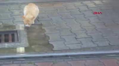 Tram driver waiting for street cat to finish drinking water