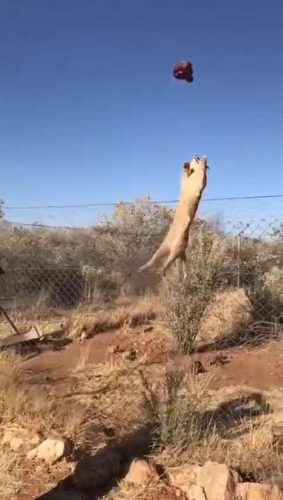 A cat's unbelievable jump! (caracal)